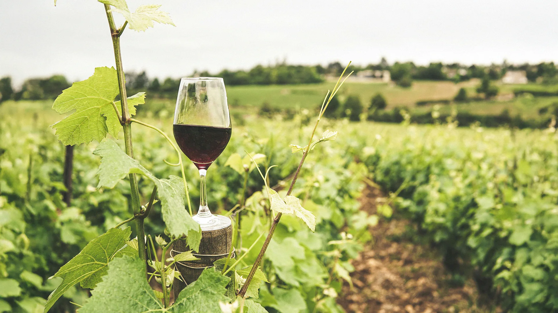 04.18 | Edukacinė vyno pažinimo popietė: kaip nepaklysti tarp vyno gausos