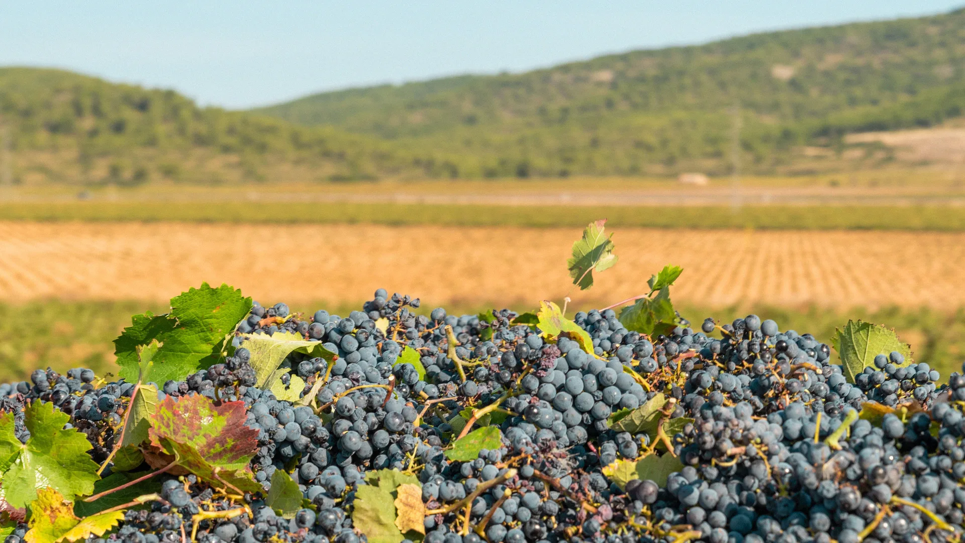 05.09 | Kelionė po Prancūzijos vynų pasaulio skonius