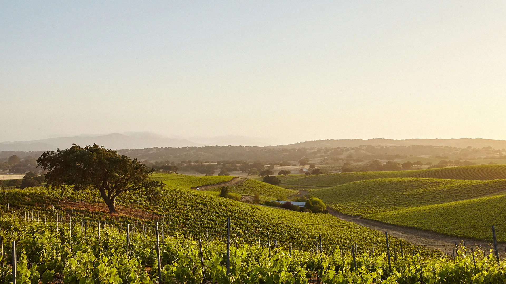 05.30 | Kelionė po saulėtojo Provanso vynų pasaulį