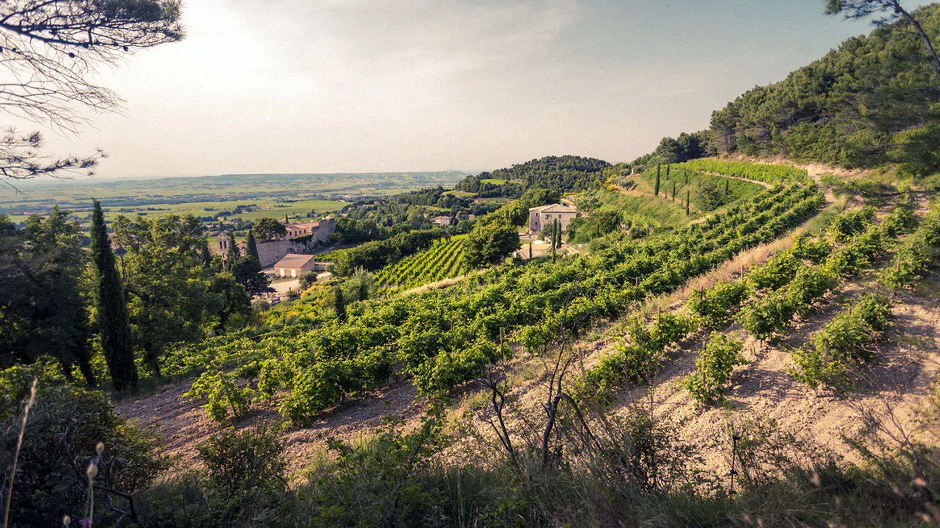 08.15 | Neatrasta Prancūzija! Reti ir mažiau žinomi vynai