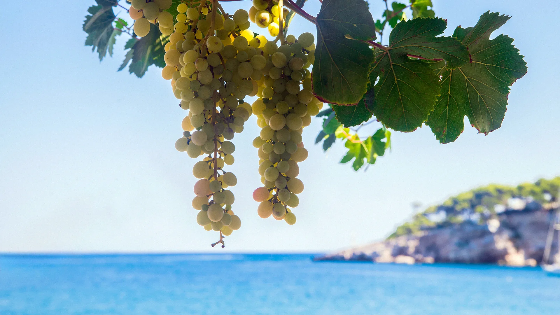 08.22 | Kelionė po Prancūzijos vynų pasaulio aromatus ir natas
